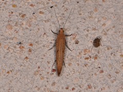 Ypsolopha ochrella