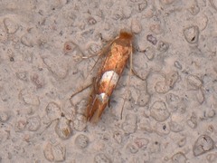 Phyllonorycter aeriferella