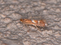 Phyllonorycter aeriferella