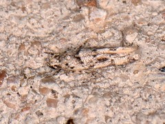 Sinoe