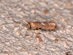 Phyllonorycter aeriferella