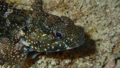 Mauligobius maderensis