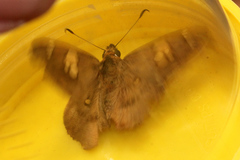 Netrocoryne repanda