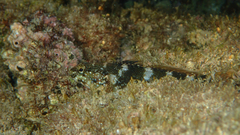Mauligobius maderensis