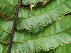 Cyathea petiolata