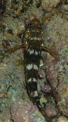 Mauligobius maderensis