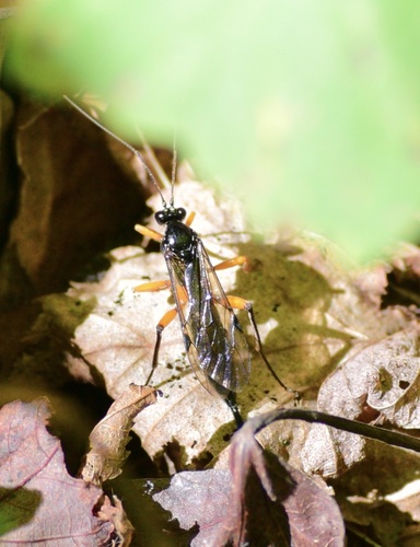 Pimpla pedalis photo 2