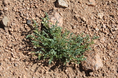 Astragalus sparsiflorus