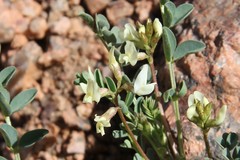 Astragalus sparsiflorus