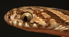 Common Egg Eater photo 2