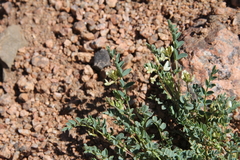 Astragalus sparsiflorus