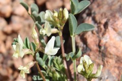 Astragalus sparsiflorus