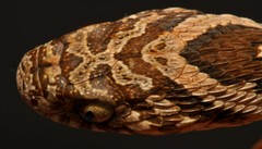 Common Egg Eater photo 3