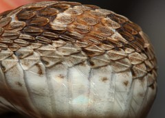 Common Egg Eater photo 4