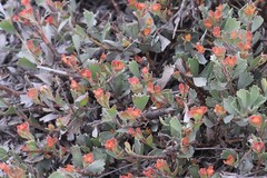 Adenanthos cuneatus