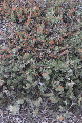 Adenanthos cuneatus