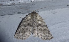 Declana niveata