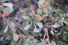 Adenanthos cuneatus
