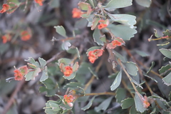 Adenanthos cuneatus