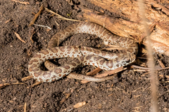 Coluber constrictor foxii