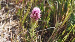 Castilleja exserta exserta