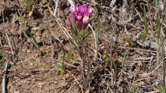 Castilleja exserta exserta
