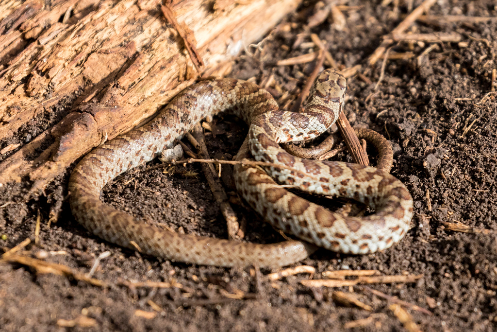 Corredora-azul (subespécie Coluber constrictor foxii) · BioDiversity4All