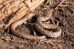 Coluber constrictor foxii