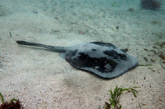 Trygonoptera testacea