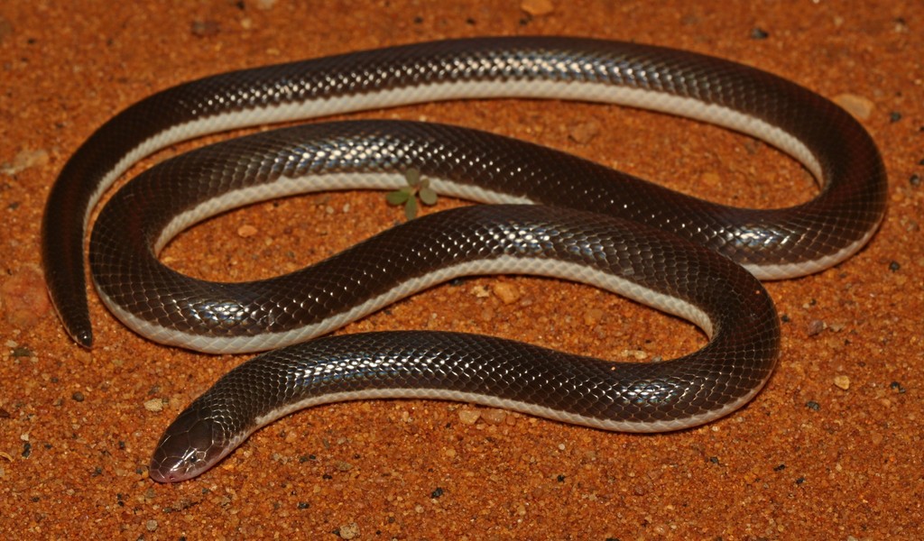 Southern Stiletto Snake