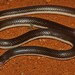 Southern Stiletto Snake - Photo (c) Alex Rebelo, some rights reserved (CC BY-NC), uploaded by Alex Rebelo