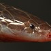 穴蝰屬 - Photo 由 Alex Rebelo 所上傳的 (c) Alex Rebelo，保留部份權利CC BY-NC
