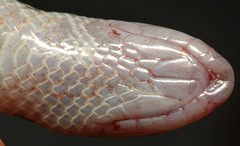 Atractaspis bibronii