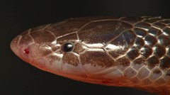 Atractaspis bibronii