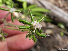 Adenocaulon chilense