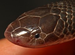 Atractaspis bibronii