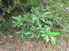 Allophylus natalensis