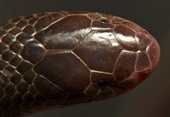 Atractaspis bibronii