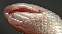 Atractaspis bibronii