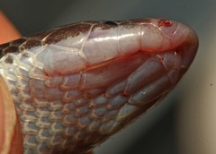 Atractaspis bibronii