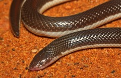 Atractaspis bibronii