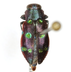 Chrysobothris chrysoela