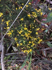 Bossiaea foliosa