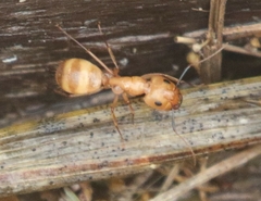 Camponotus festinatus