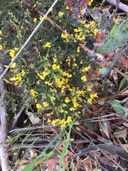 Bossiaea foliosa