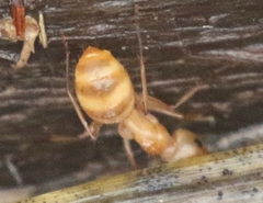 Camponotus festinatus