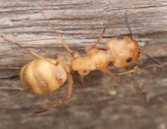 Camponotus festinatus