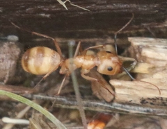 Camponotus festinatus