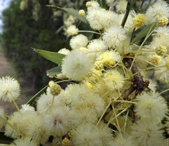 Acacia fasciculifera