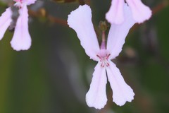 Stylidium pilosum